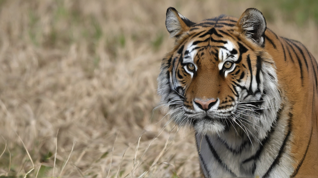 Niemiecki ciężki czołg Tiger I ukazany podczas akcji z charakterystyczną wieżą i potężnym działem 88mm